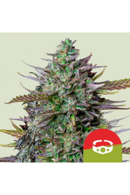 GOAT'lato Autoflower