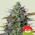 GOAT'lato Autoflower