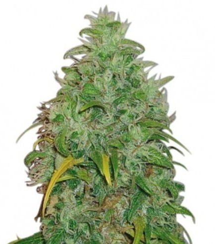 Original Skunk (Zativo Seeds)