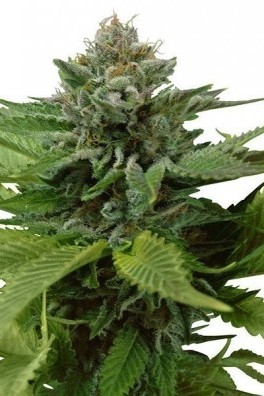 Blue Widow