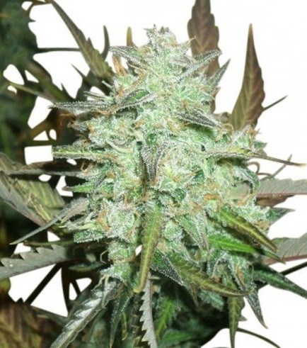 Blueberry Autofiorente (Zativo Seeds)