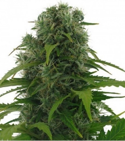 Northern Lights Autofiorente (Zativo Seeds)