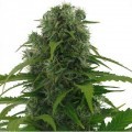 Northern Lights Autofiorente (Zativo Seeds)