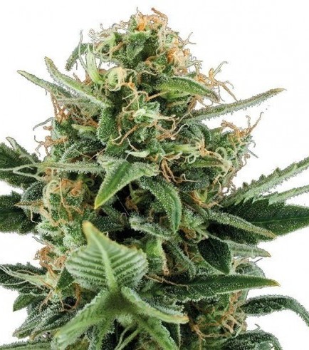 Jack Herer Autofiorente (Zativo Seeds)