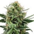 Jack Herer Autofiorente (Zativo Seeds)