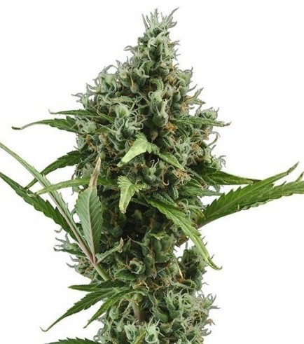 Amnesia Haze Autofiorente (Zativo Seeds)