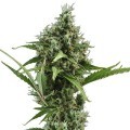 Amnesia Haze Autofiorente (Zativo Seeds)