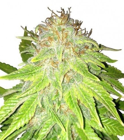 Kalashnikov Autofiorente (Zativo Seeds)