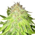 Kalashnikov Autofiorente (Zativo Seeds)