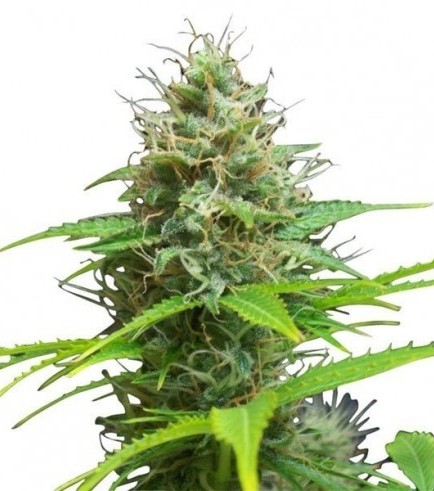 Sweet Candy Autofiorente (Zativo Seeds)