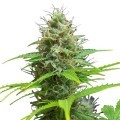 Sweet Candy Autofiorente (Zativo Seeds)