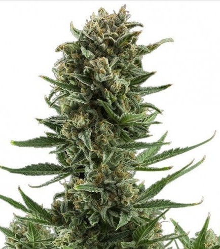 White Widow Autofiorente (Zativo Seeds)