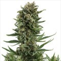 White Widow Autofiorente (Zativo Seeds)