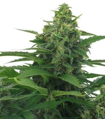 Original Skunk Autofiorente (Zativo Seeds)