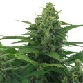 Original Skunk Autofiorente (Zativo Seeds)