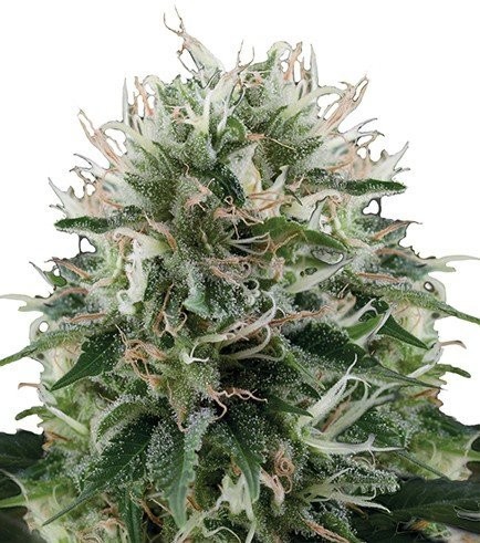 Diesel Kush (Zativo Seeds)