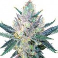 Blue Cheese (Zativo Seeds)