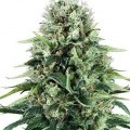 Mystical Blue (Zativo Seeds)