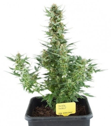 Royal Dwarf (Royal Queen Seeds)