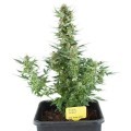 Royal Dwarf (Royal Queen Seeds)