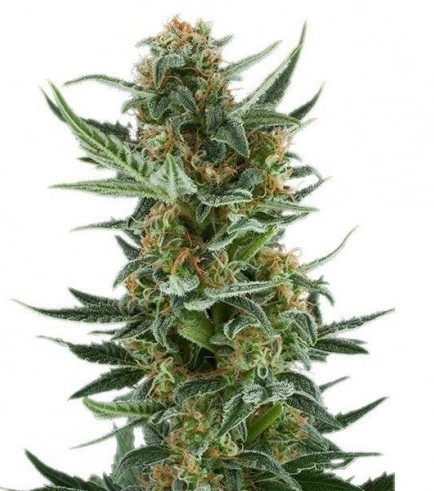 Royal Dwarf (Royal Queen Seeds)