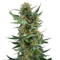 Royal Dwarf (Royal Queen Seeds)