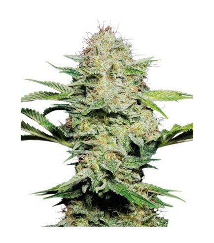 Sensi Skunk Automatica (Sensi Seeds)