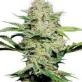 Sensi Skunk Automatica (Sensi Seeds)