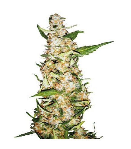 Skunk 1 Automatica (Sensi Seeds)