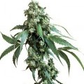 Jack Flash 5 (Sensi Seeds)