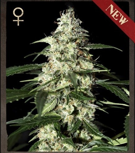 Skunk Autofiorente (Strain Hunters)