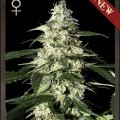 Skunk Autofiorente (Strain Hunters)