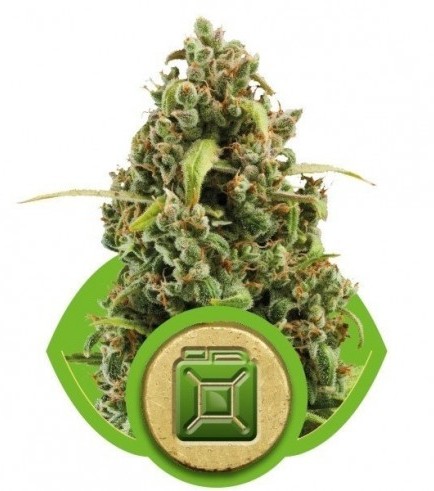 Diesel Automatica (Royal Queen Seeds)