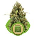 Diesel Automatica (Royal Queen Seeds)