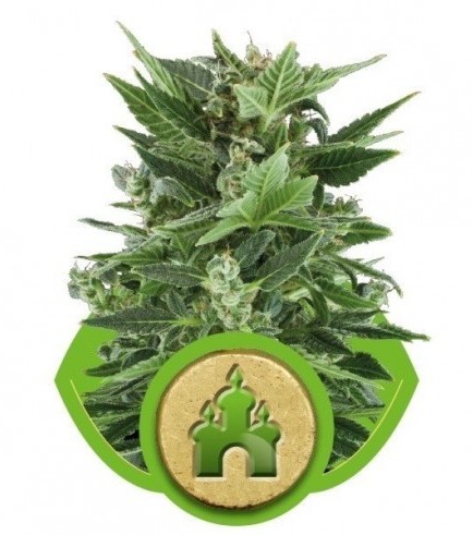 Royal Kush Automatica (Royal Queen Seeds)