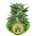 Royal Kush Automatica (Royal Queen Seeds)