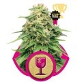 Critical (Royal Queen Seeds)