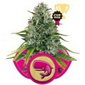 Royal Moby (Royal Queen Seeds)