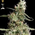 Arjan's Ultra Haze 1 (Greenhouse Seeds)