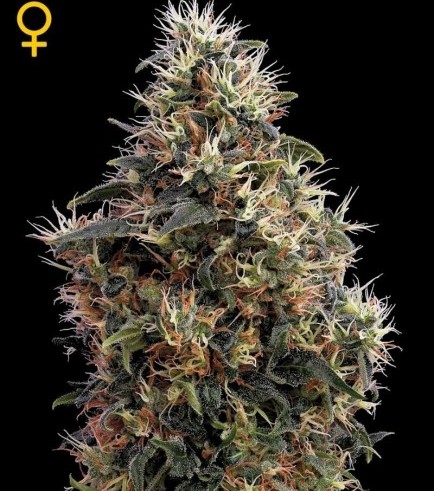 Sweet Mango Autofiorente (Greenhouse Seeds)