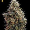 Sweet Mango Autofiorente (Greenhouse Seeds)