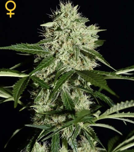 Northern Lights Autofiorente (Greenhouse Seeds)