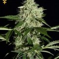 Northern Lights Autofiorente (Greenhouse Seeds)