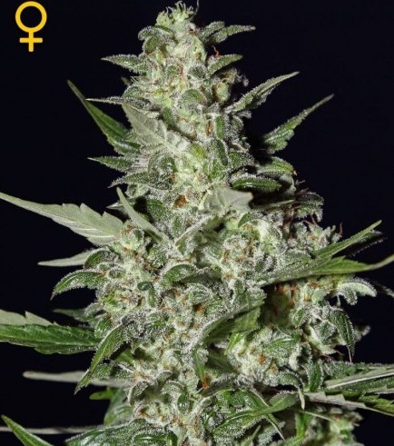 Super Critical Autofiorente (Greenhouse Seeds)