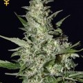 Super Critical Autofiorente (Greenhouse Seeds)