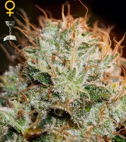 Kaia Kush (Greenhouse Seeds)