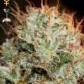 Kaia Kush (Greenhouse Seeds)