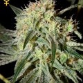 Damn Sour (Greenhouse Seeds)