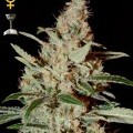 Chemdog (Greenhouse Seeds)