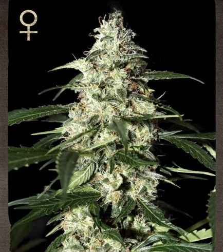 Skunk Autofiorente (Greenhouse Seeds)